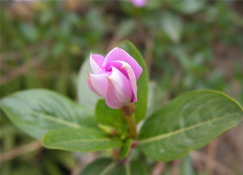 长春花花苞