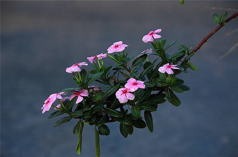 长春花花枝