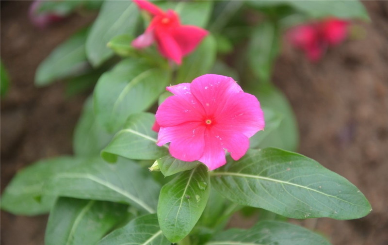 长春花
