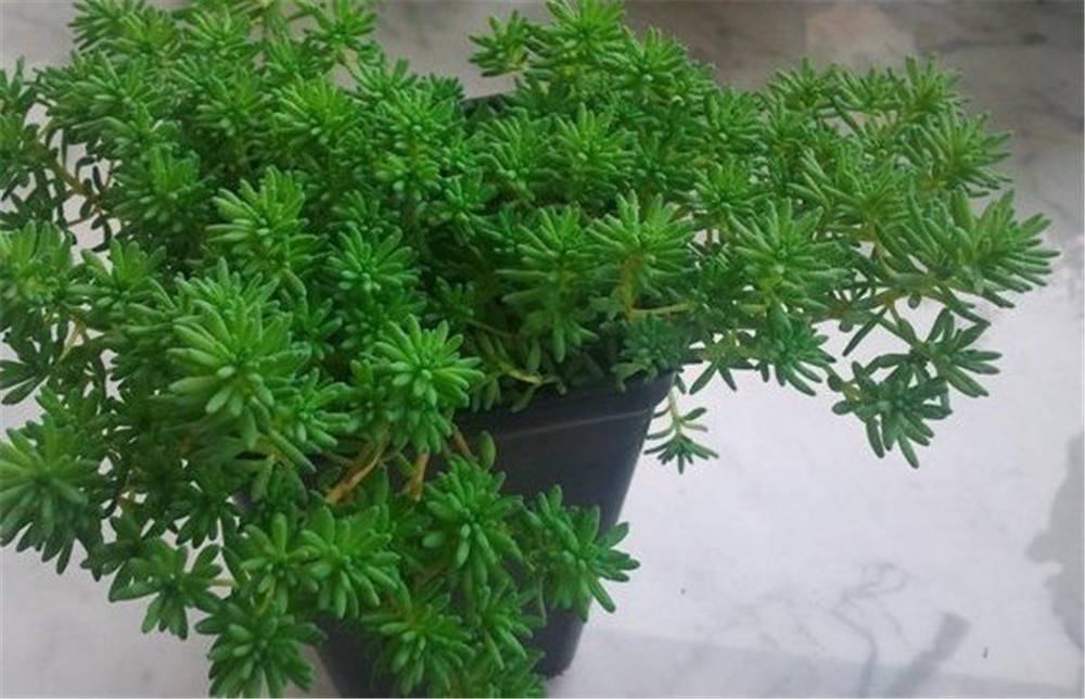 青翠的薄雪万年草