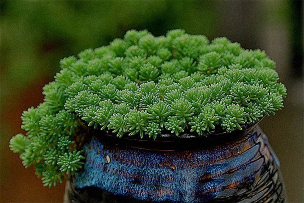 一株带少数民族气息的薄雪万年草