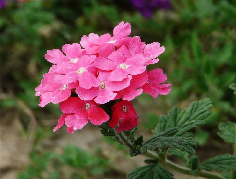 美女樱花开