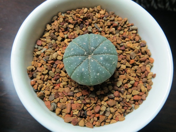 星球