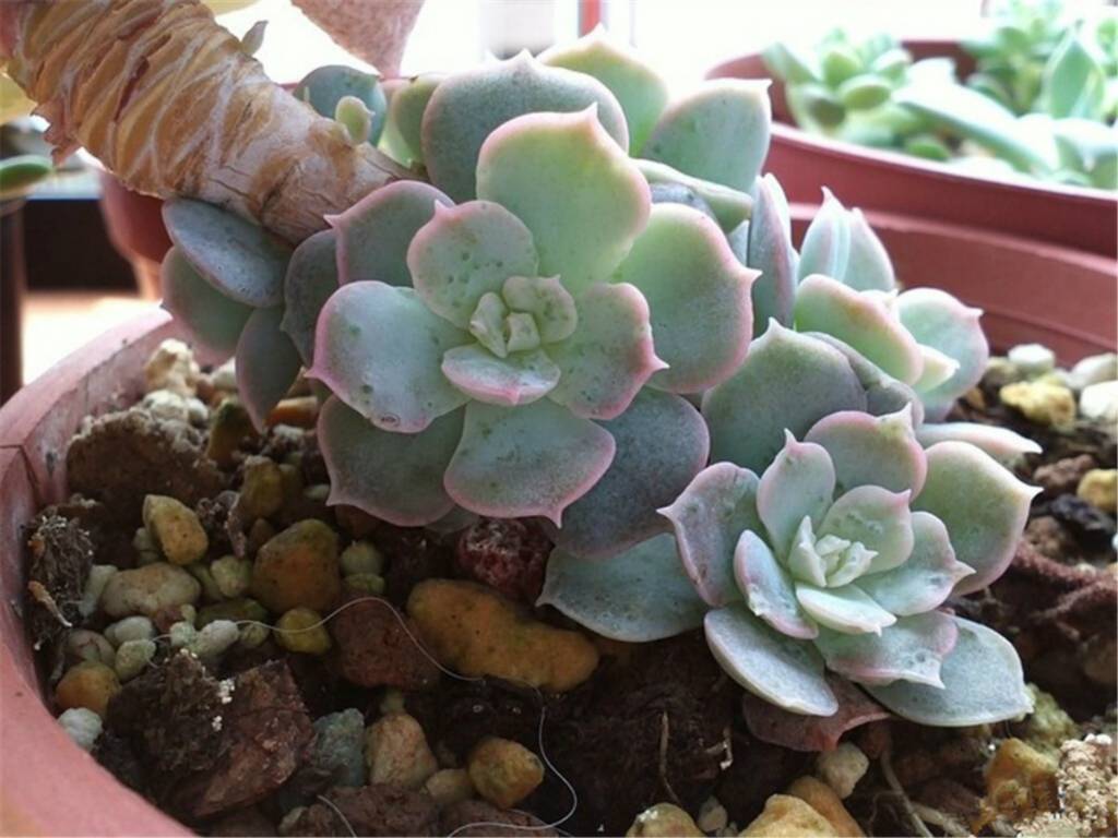 鲁氏石莲的宝宝们