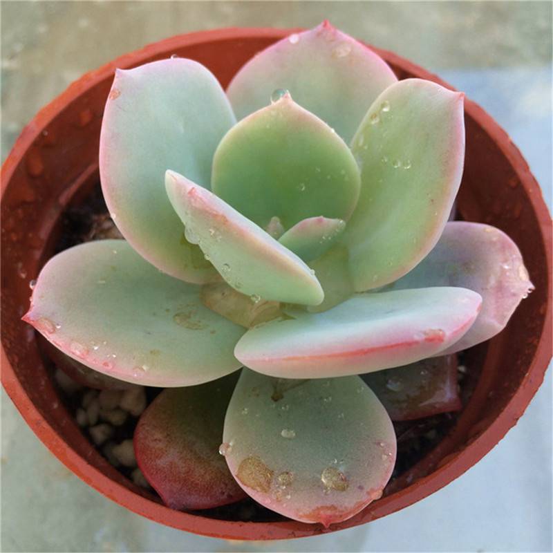 大珠小珠落玉盘——白凤