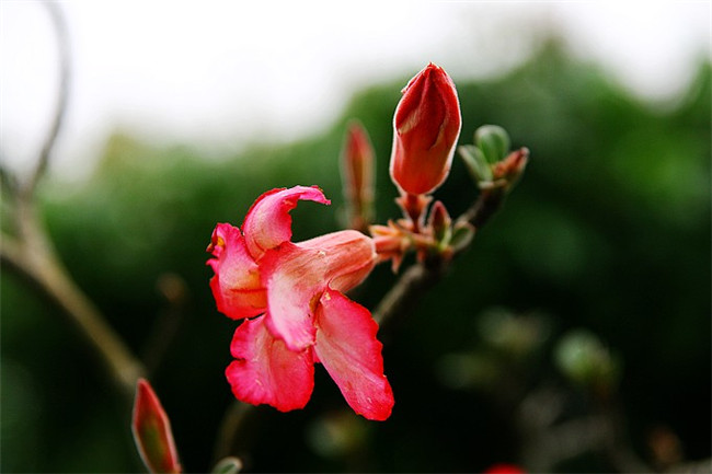 沙漠玫瑰粉红色的花朵