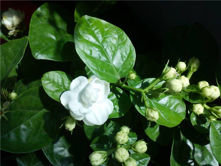 茉莉花的花骨朵