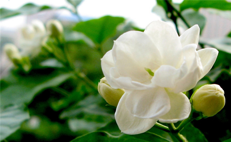 白色茉莉花