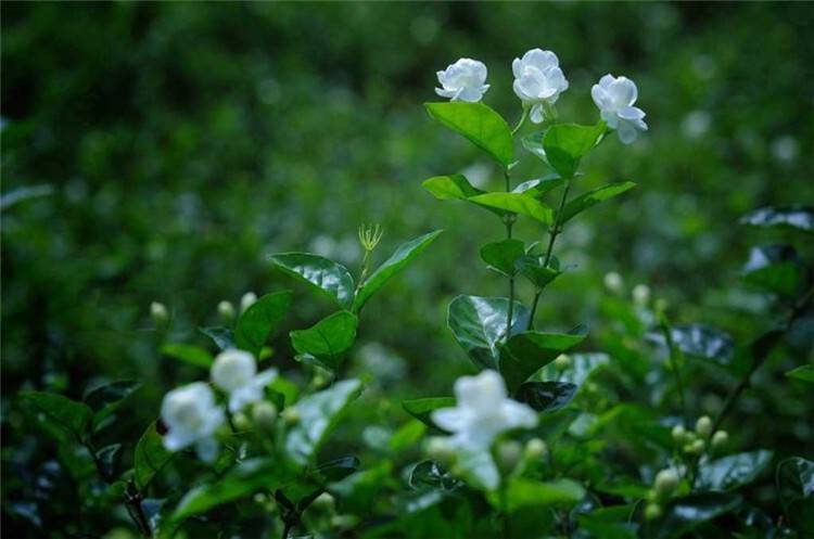 平平无奇的茉莉花