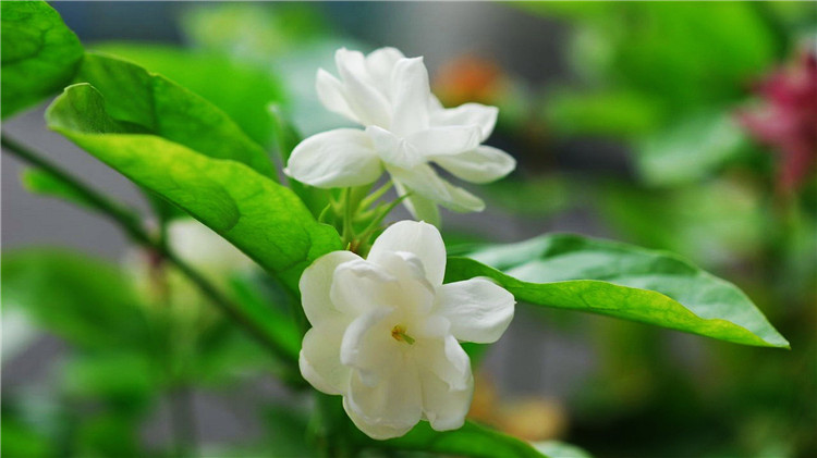 入夏绽放的茉莉花