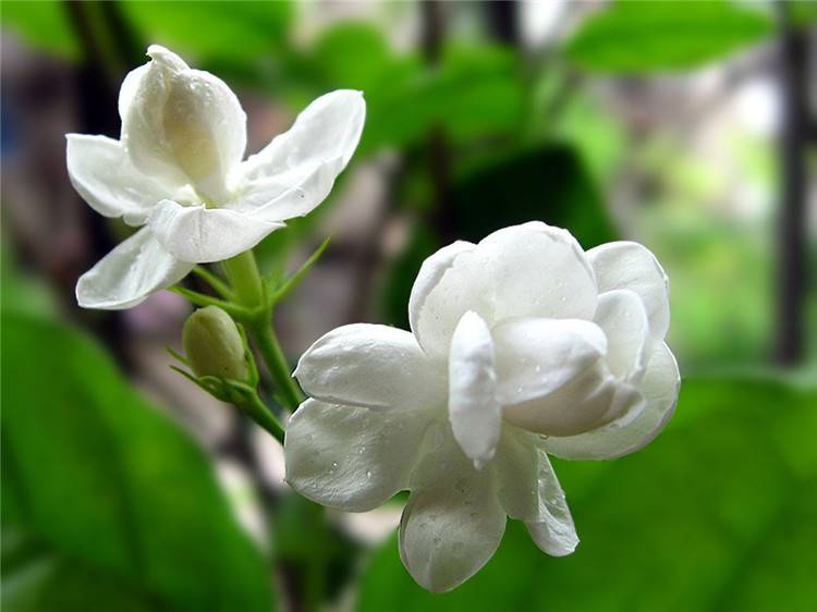 好一朵美丽的茉莉花