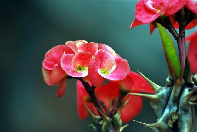 红花虎刺梅