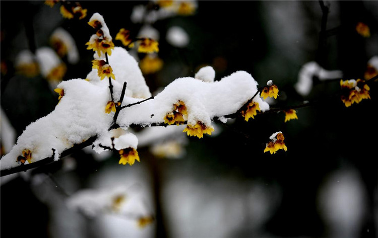 风雪中的腊梅