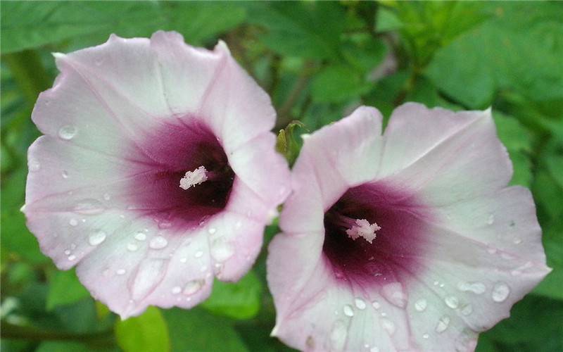 粉色牵牛花