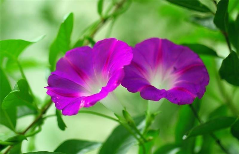 两朵牵牛花