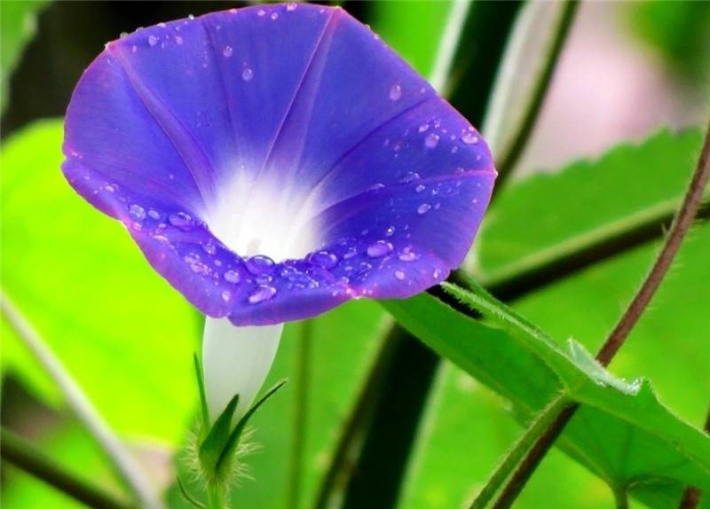 牵牛花图片欣赏