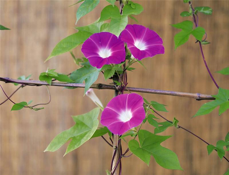 喇叭花开——牵牛花