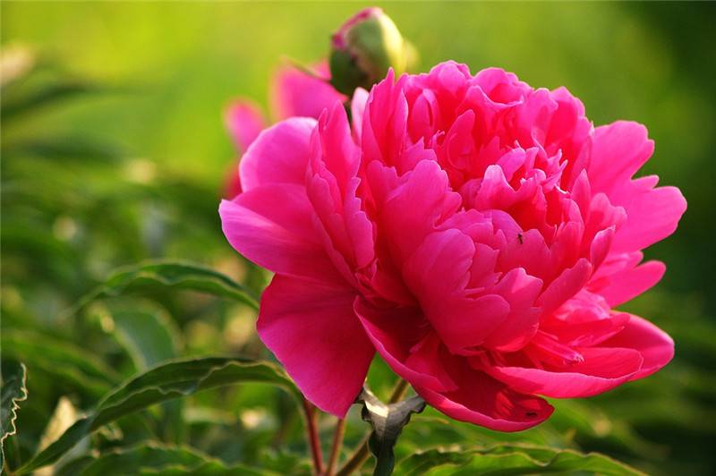 红色芍药