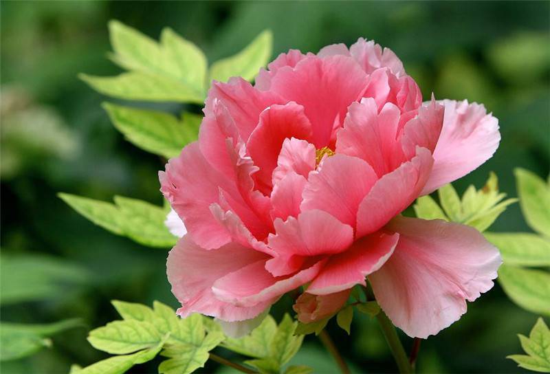 芍药