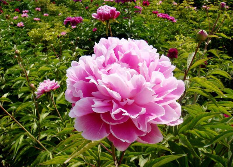 小花仙——芍药