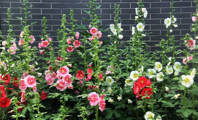 蜀葵花丛