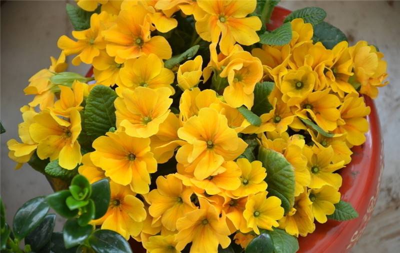 报春花花盆
