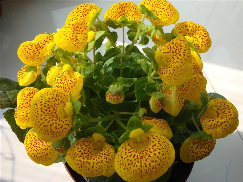 蒲包花图片