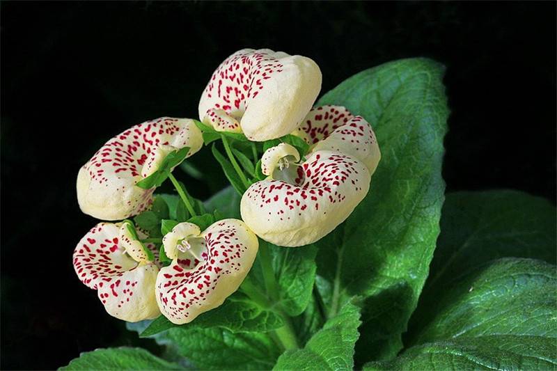 蒲包花美图