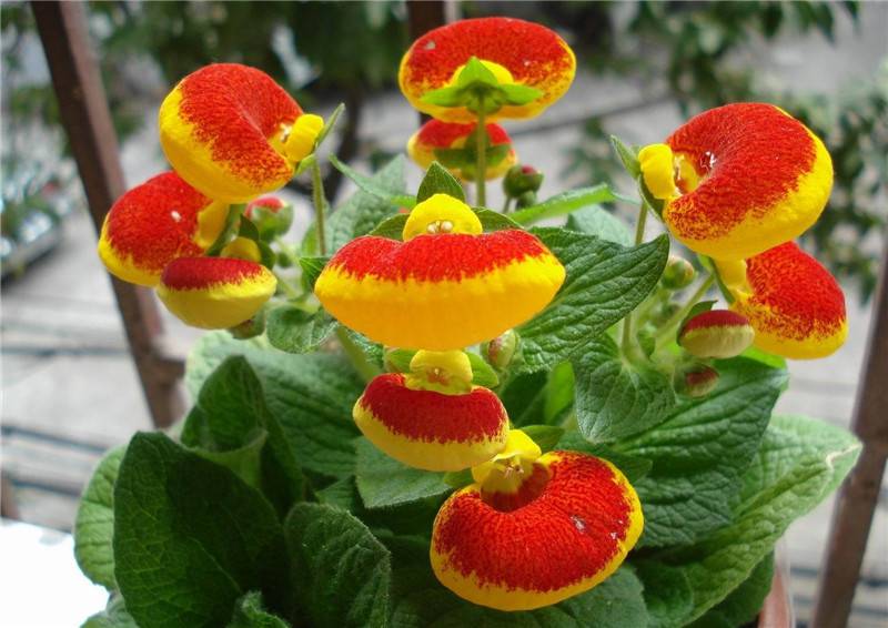 美丽蒲包花