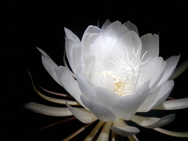 昙花图片