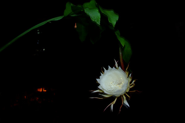 会君颜如雪——昙花