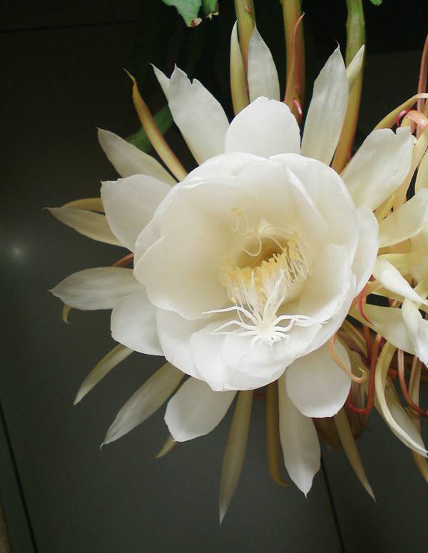 昙花一现