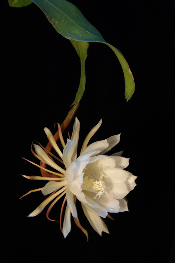 十载独倚楼,会君颜如雪——昙花