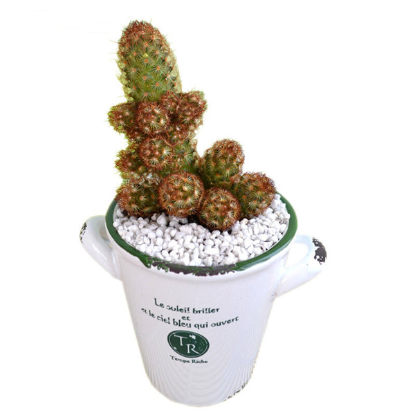 遥指南山不老松——金手指