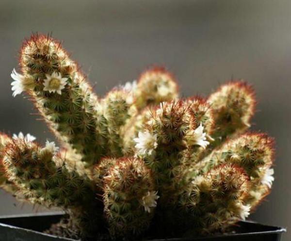星点白花金手指