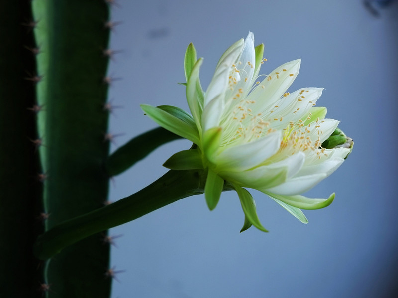 量天尺白花开放