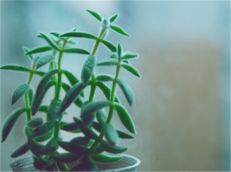 雨打绒针