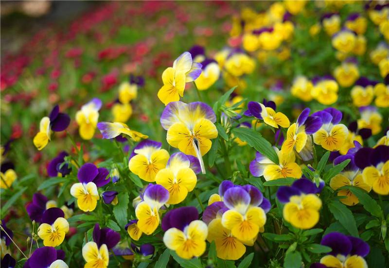 蝴蝶花美图欣赏