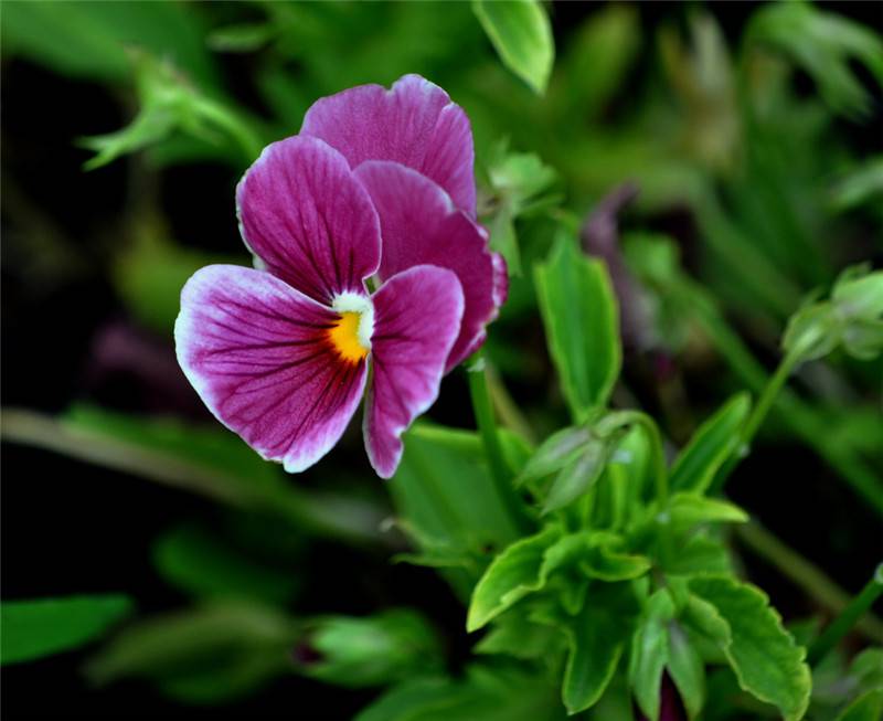 蝴蝶花