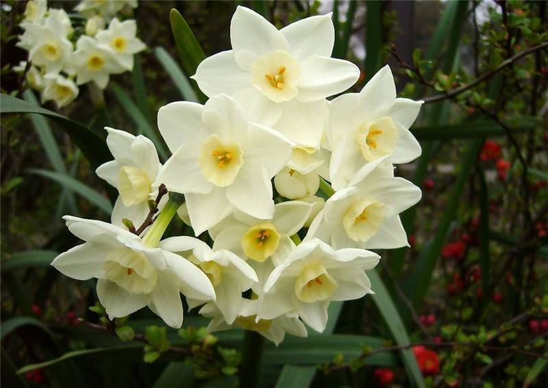 水仙花