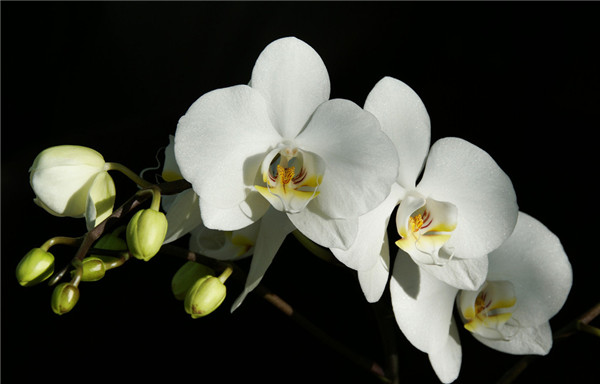 白花蝴蝶兰