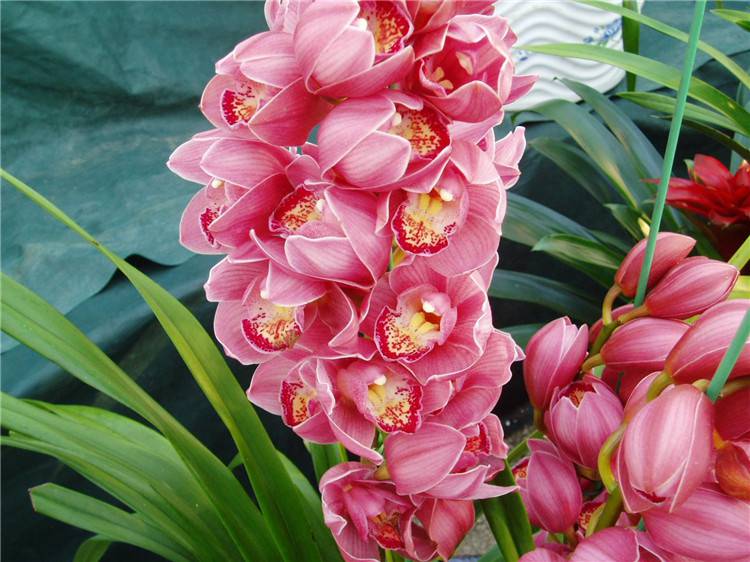 绿蕙红兰芳信歇,金蕊正风流。