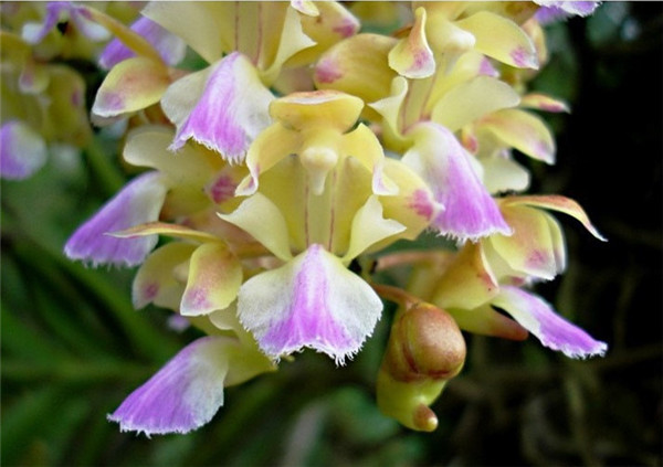 花团锦簇指甲兰