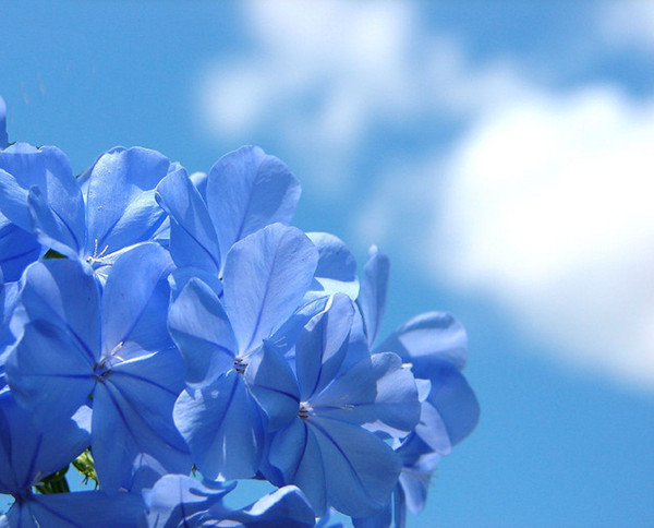 蓝天下的蓝花丹