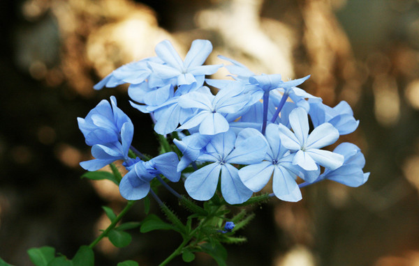 蓝花丹