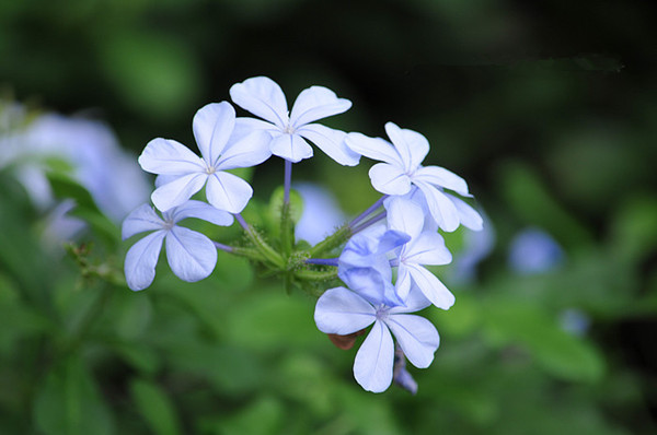 蓝美人蓝花丹