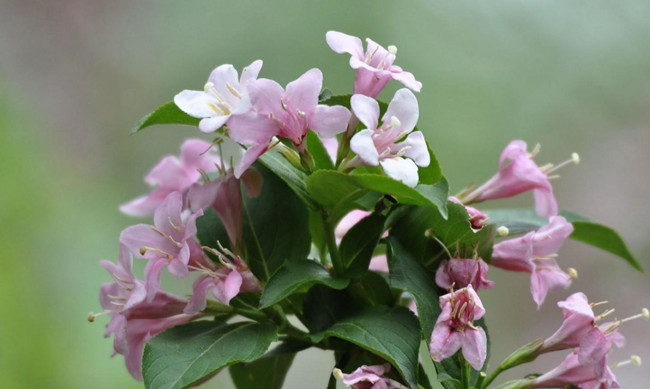粉色锦带花