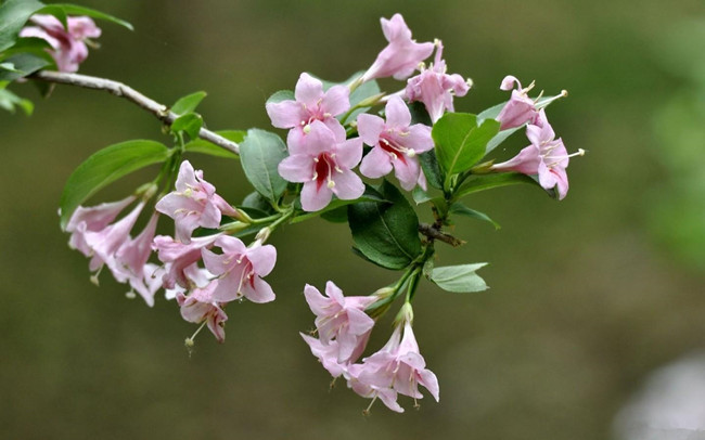 海仙花,锦带花