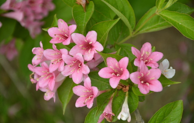 锦带花