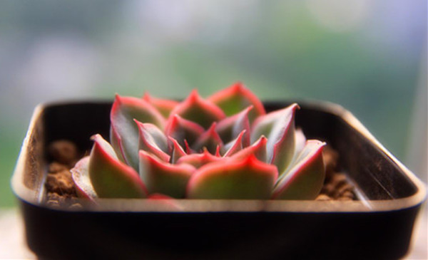 月光图片